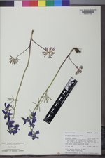 Delphinium bicolor image