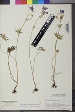 Delphinium bicolor subsp. bicolor image