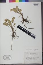 Caltha chionophila image