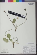 Caltha chionophila image