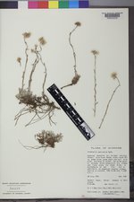 Antennaria umbrinella image