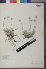 Antennaria umbrinella image