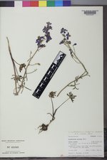 Delphinium nuttallianum image