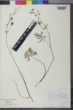 Delphinium nuttallianum image