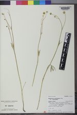 Ranunculus acriformis var. acriformis image