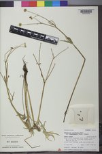 Ranunculus acriformis image