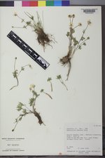 Ranunculus adoneus image