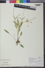 Ranunculus alismifolius var. davisii image