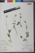 Arnica gracilis image