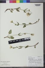 Arnica gracilis image