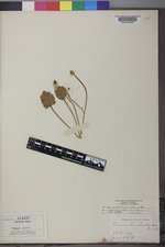 Ranunculus cymbalaria image