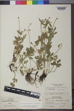 Ranunculus eschscholtzii var. eschscholtzii image