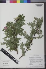 Rosa acicularis image