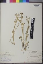 Ranunculus sceleratus var. multifidus image