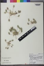 Ceratocephala testiculata image