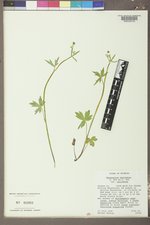 Ranunculus uncinatus image