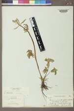 Ranunculus uncinatus image