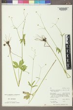 Ranunculus uncinatus image