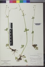 Ranunculus uncinatus image