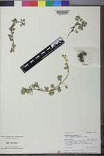 Ranunculus gmelinii image