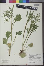 Ranunculus inamoenus var. inamoenus image