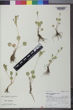 Ranunculus inamoenus var. inamoenus image