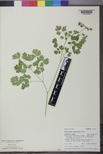 Thalictrum occidentale image