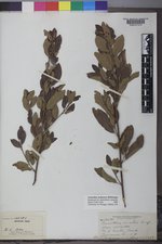 Ceanothus herbaceus image