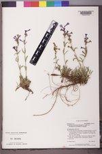 Penstemon attenuatus var. pseudoprocerus image