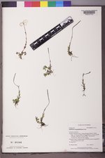 Epilobium anagallidifolium image