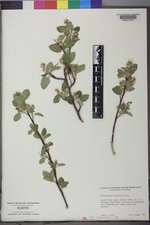 Amelanchier alnifolia var. alnifolia image