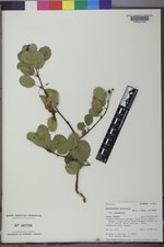 Amelanchier alnifolia image