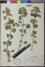 Marrubium vulgare image