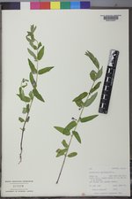 Scutellaria galericulata image