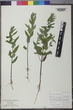 Scutellaria galericulata image