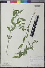 Scutellaria galericulata image