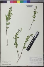 Scutellaria galericulata image