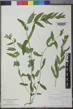 Scutellaria galericulata image