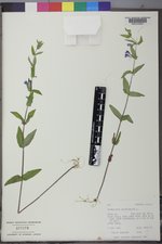 Scutellaria galericulata image