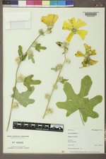 Alcea ficifolia image