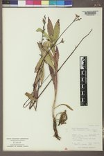 Oenothera coloradensis image