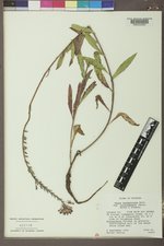 Oenothera coloradensis image