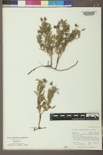 Oenothera coronopifolia image