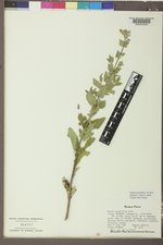 Nepeta grandiflora image