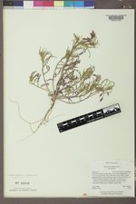 Oenothera pallida image