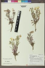 Oenothera pallida var. trichocalyx image