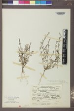 Gayophytum diffusum image