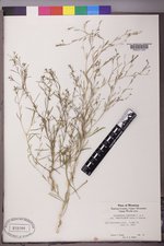 Gayophytum diffusum image