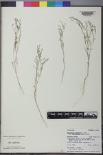 Gayophytum diffusum image