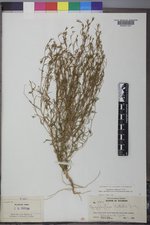 Gayophytum diffusum image